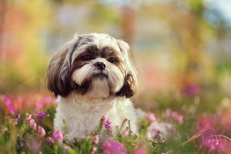 ShihTzu perros que no dan alergia