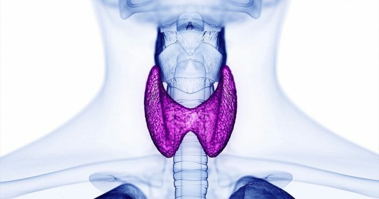 Hipertiroidismo: Síntomas y tratamiento