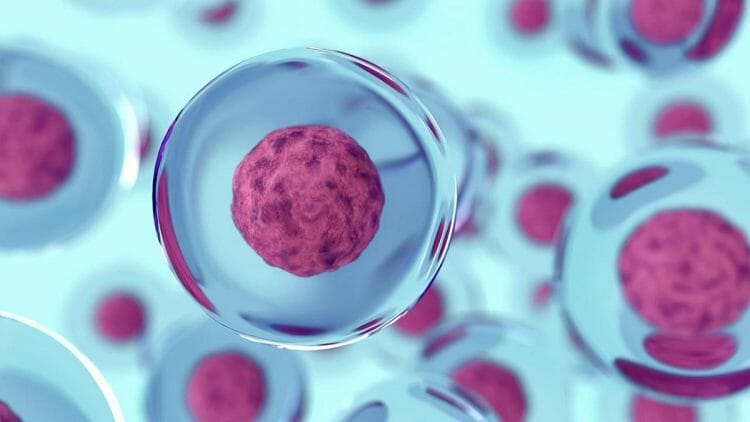 ¿Qué son las células madre? Tipos y funciones
