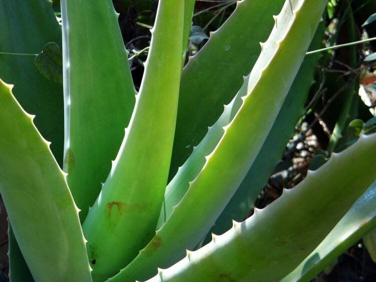 Aloe vera beneficios para salud