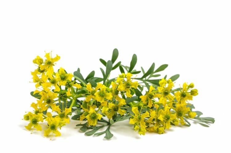 10 beneficios de la ruda sorprendentes para tu salud