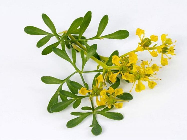 Planta de ruda cómo es