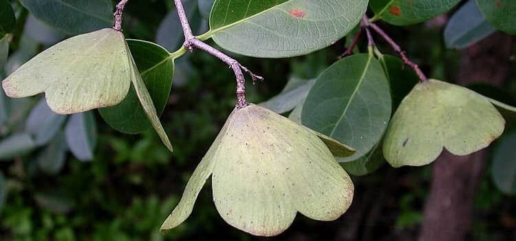Cancerina (Hintonia latiflora): usos, propiedades y precauciones