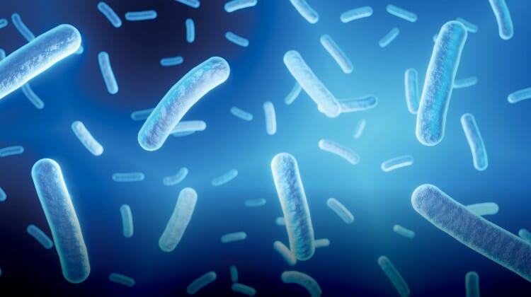 Microbiota vaginal