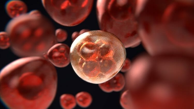 Función de los cromosomas Mitosis