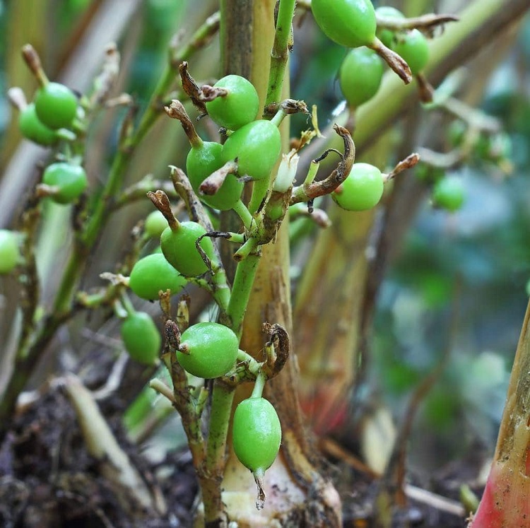 Propiedades del cardamomo