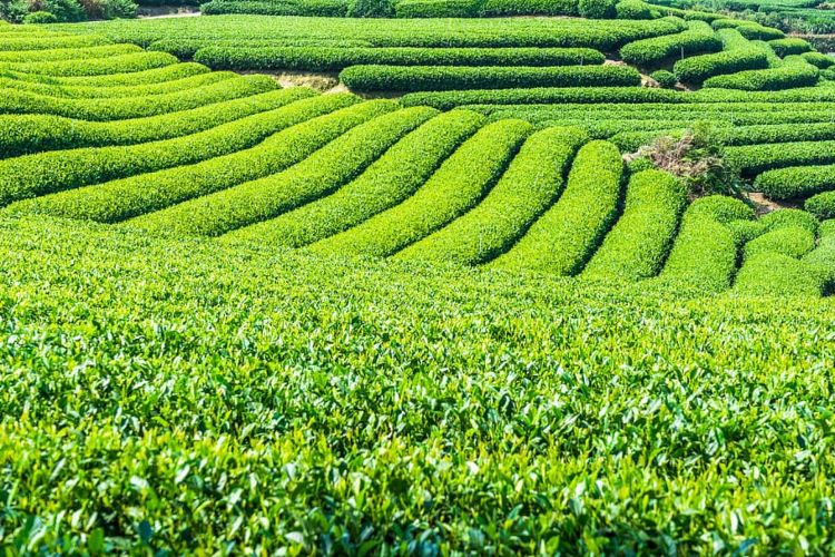 Campo de té verde