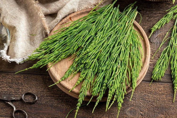 Equisetum arvense