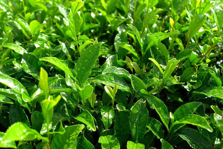 Hojas de té verde