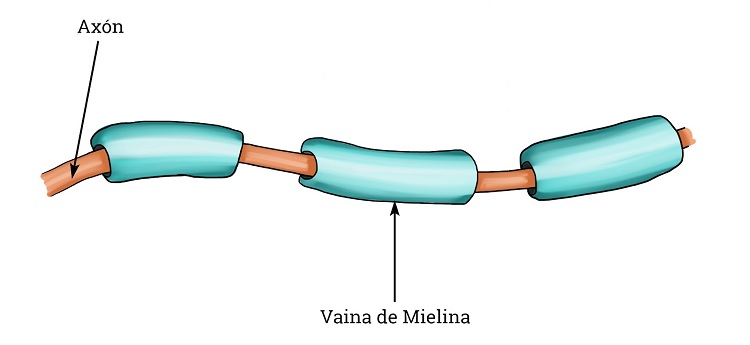 Mielina