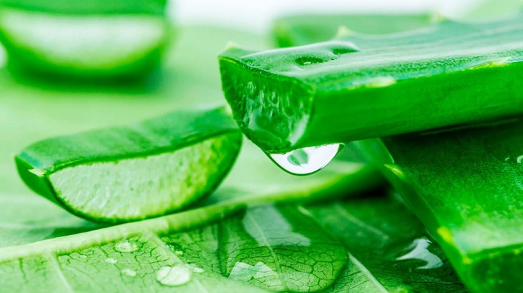 Aloe vera