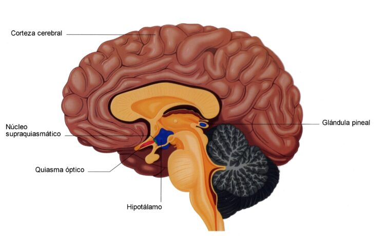 Glándula pineal