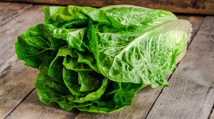 Lechuga
