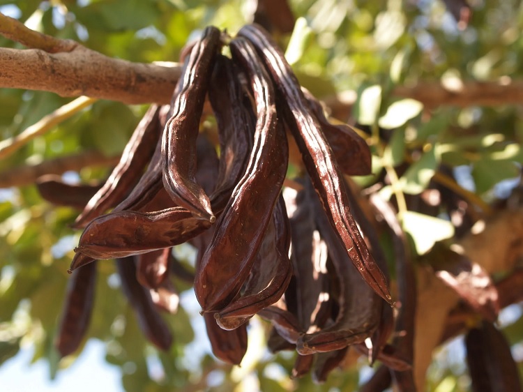 Algarroba