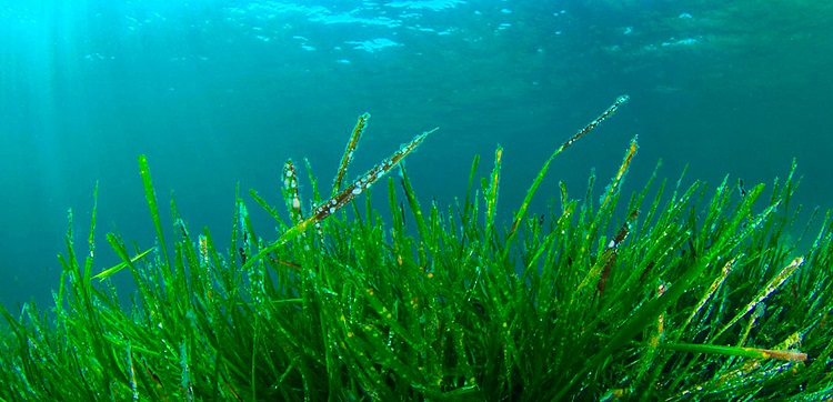 Espirulina