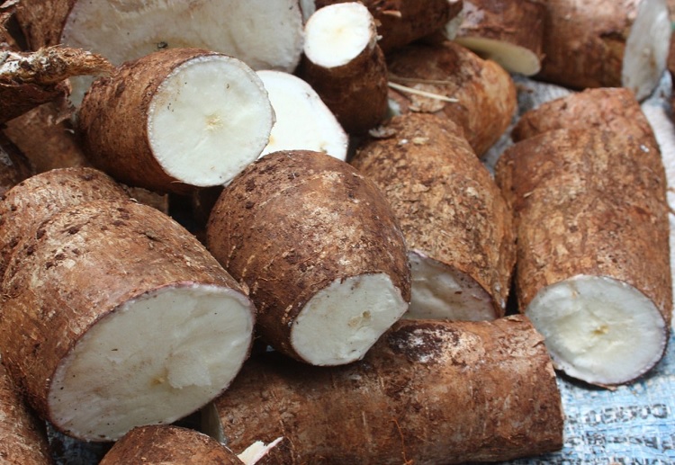 Yuca