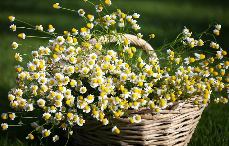 10 beneficios de la manzanilla para la salud sorprendentes