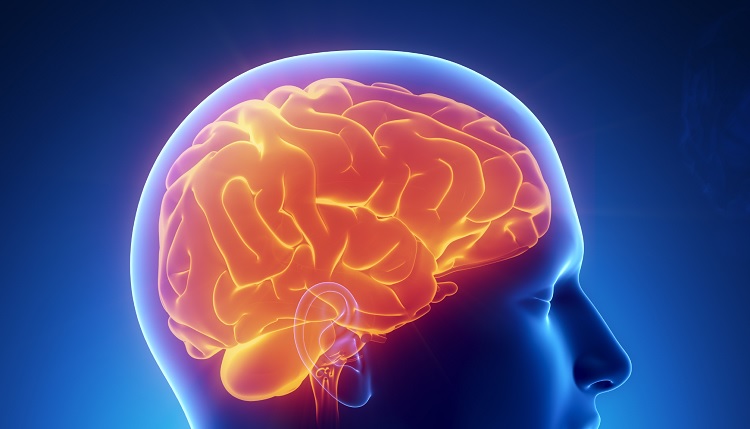 Psicobiología: qué es y su relación con la conducta humana