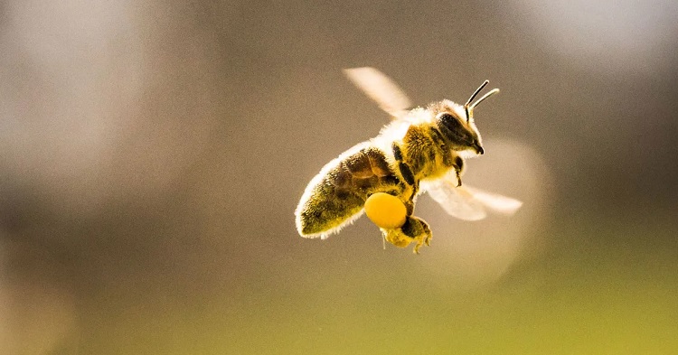 Polen de abeja