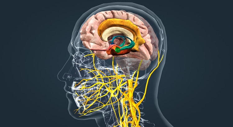 Cerebro reptiliano