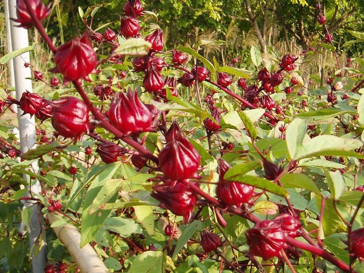 Flor de Jamaica