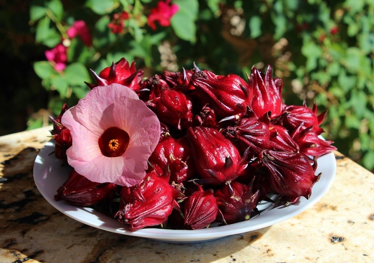 Propiedades de la flor de Jamaica
