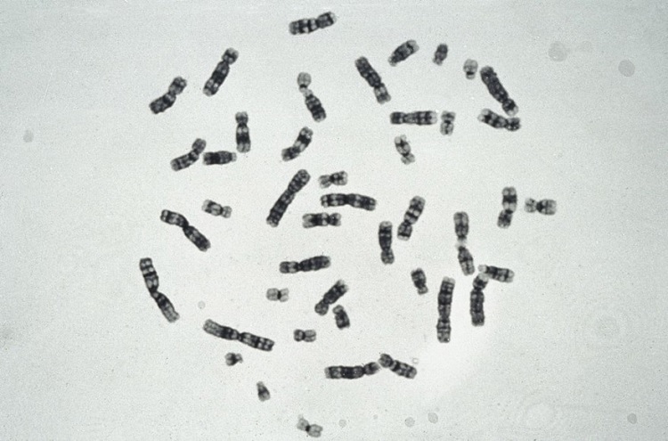 Cromosomas homólogos