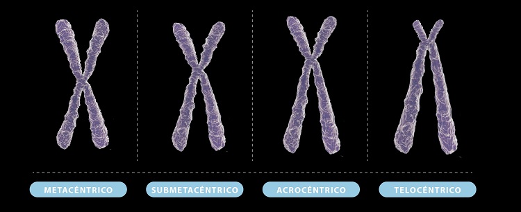 Forma de los cromosomas