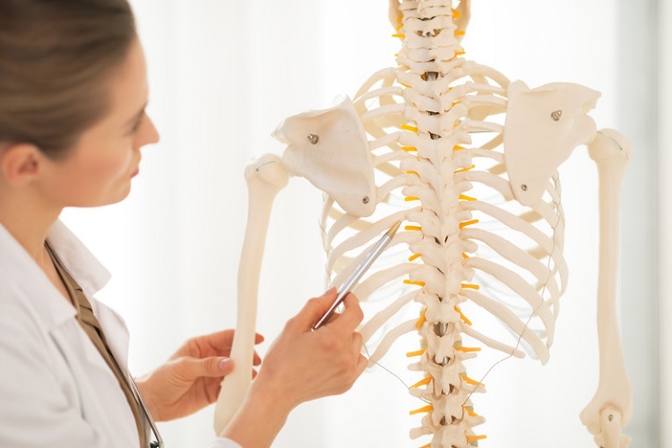 Huesos del cuerpo humano: definición, tipos y patologías