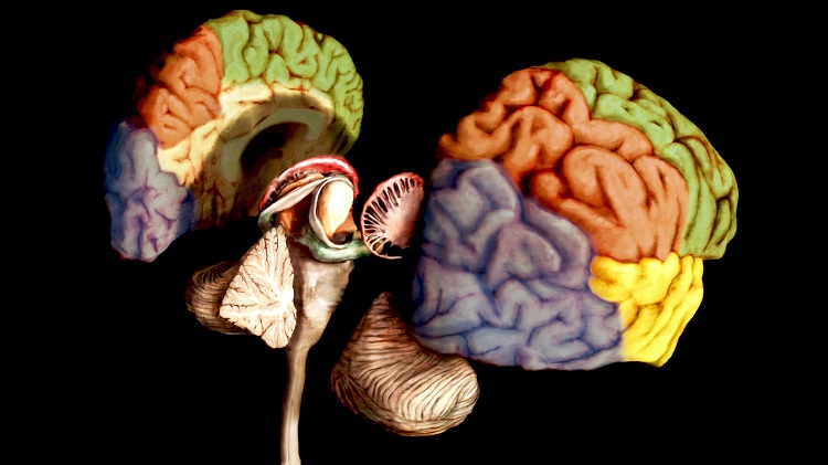 Lóbulos del cerebro: cuáles son y sus funciones