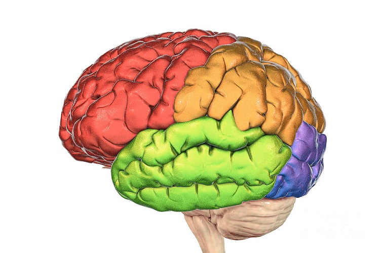 Lóbulos del cerebro