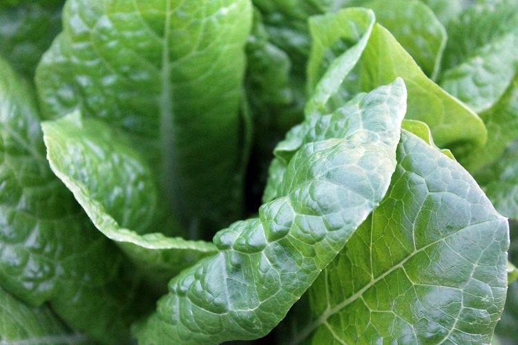 Alimentos con vitamina K