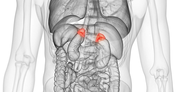 Cortisol