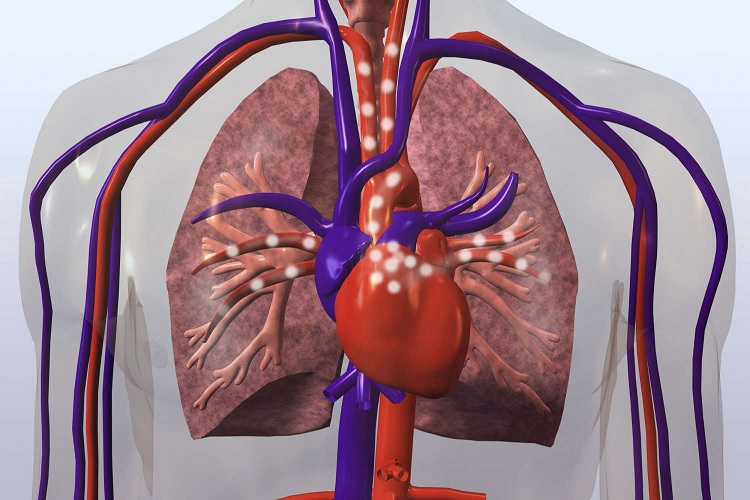 Funciones de los pulmones