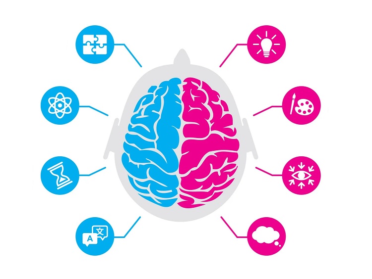 Hemisferios del cerebro