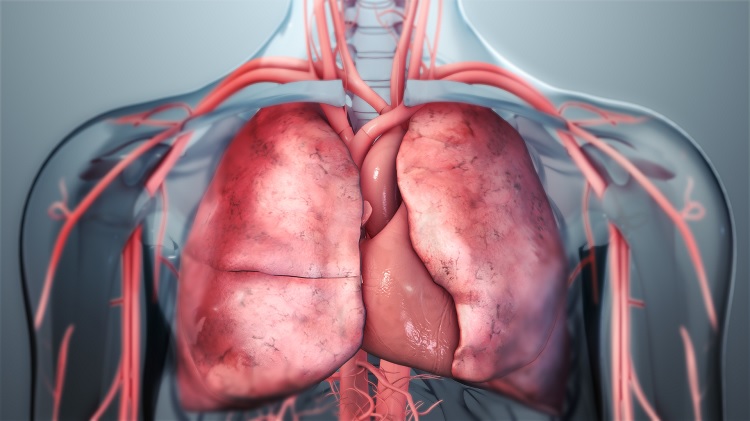 ¿Qué son y cuáles son las funciones de los pulmones?