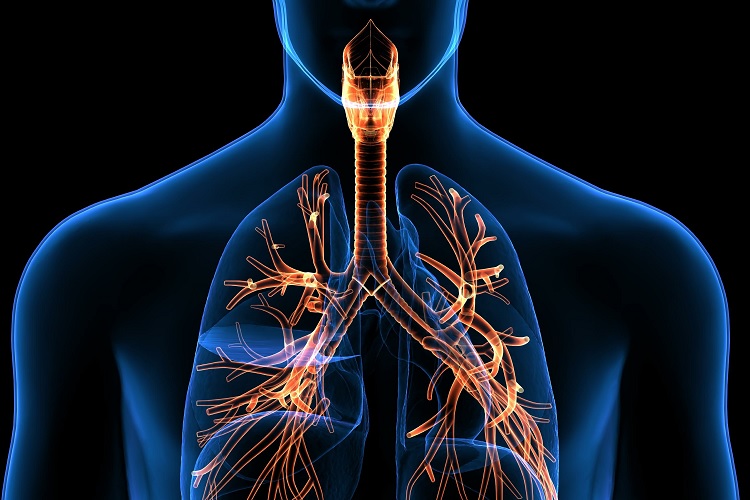 Aparato respiratorio