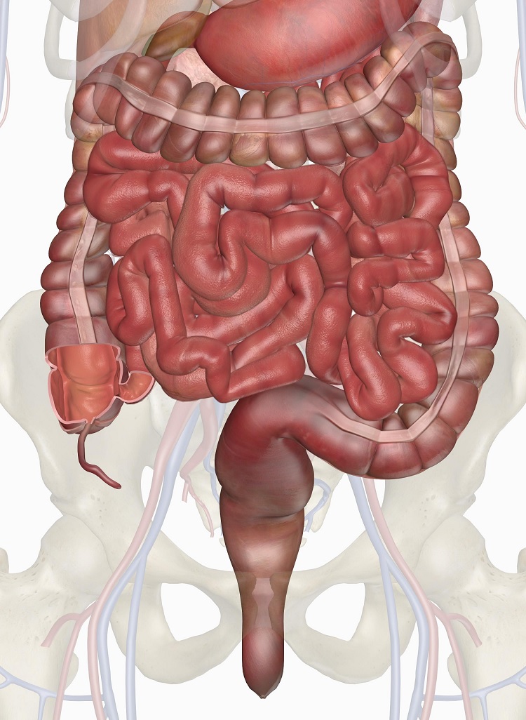 Intestino grueso