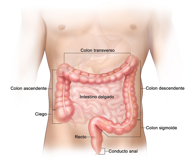 Partes del intestino grueso