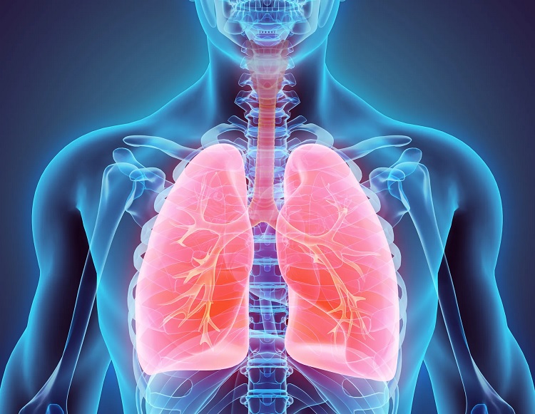 ¿Qué es y cuáles son las funciones del aparato respiratorio?