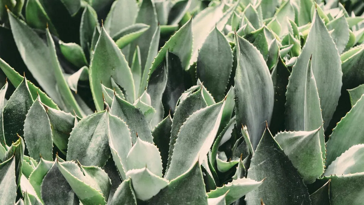 El uso del aloe vera en el cuidado de la piel con puntos negros