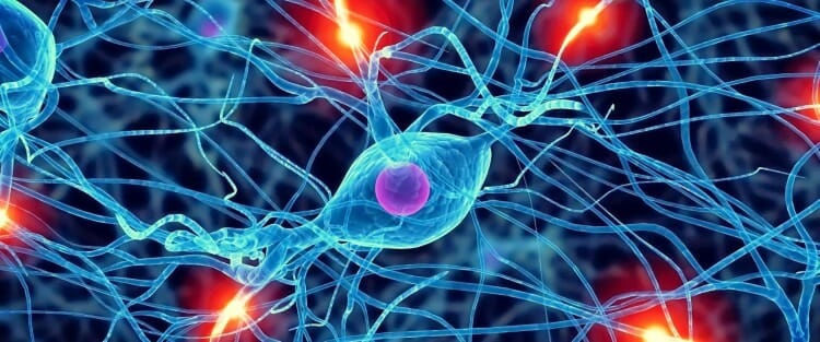 Novedad Collar miseria Neuronas espejo: ¿Qué son? y ¿Cómo funcionan en nuestro cerebro?