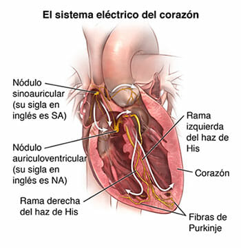 Sistema eléctrico del corazón