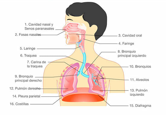 Sistema respiratorio humano