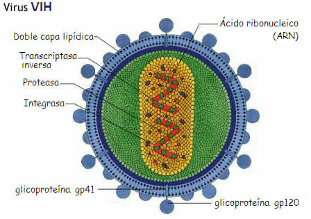 El virus del VIH