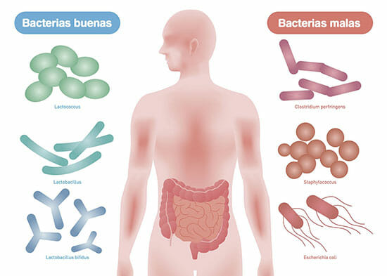 Bacterias de la flora intestinal