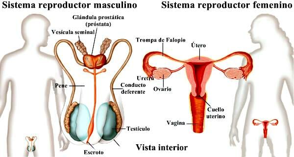 Aparatos reproductores femeninos y masculinos