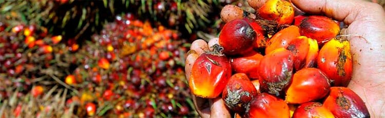 Origen del aceite de palma
