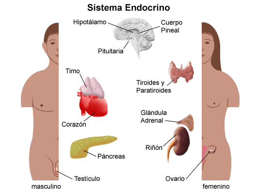 Partes del sistema endocrino