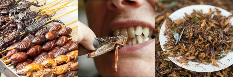 Los principales beneficios de comer insectos